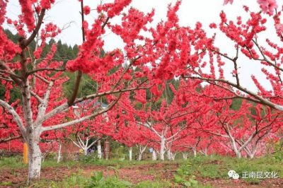 《寺外桃源講花卉》– 桃花朵朵，如何取舍